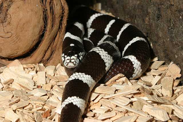 FH_TR_0018(Lampropeltis getulus californiae).jpg - Lampropeltis getulus californiae